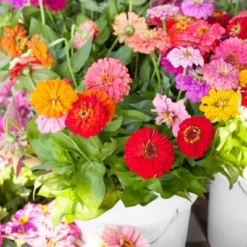 Back To The Roots 5pk Organic USA Flower Seeds -Sunnydaze Decor Store GUEST 9a5e7d18 d232 4ca6 bffc 0cf53ae0febb