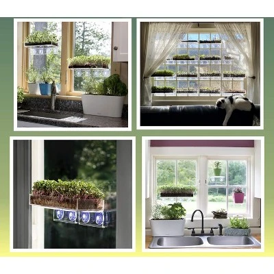 Window Garden Microgreen Organic Wheatgrass 3 Pack Refill 4 Window Garden Microgreen Organic Wheatgrass 3 Pack Refill - Image 2