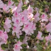 Azalea 'George L. Tabor' 2.25gal U.S.D.A. Hardiness Zones 8-9 - 1pc - National Plant Network 1 Azalea 'George L. Tabor' 2.25gal U.S.D.A. Hardiness Zones 8-9 - 1pc - National Plant Network -Sunnydaze Decor Store GUEST 9eb8f06b f79e 4e31 86ed 602318eea116