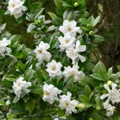 2.25gal Frostproof Gardenia Plant White Blooms - National Plant Network -Sunnydaze Decor Store GUEST a4f5a0ae 7fe0 41a4 8912 59a043193636