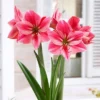 Van Zyverden Amaryllis Pink Gervase Flower Bulb -Sunnydaze Decor Store GUEST a6bd17b5 daa4 441f aadc 051ba4cf56ca