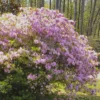 1gal Encore Twist Azalea Plant With Purple And White Blooms - National Plant Network
