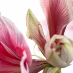 Van Zyverden Amaryllis Pink Gervase Flower Bulb -Sunnydaze Decor Store GUEST aac484c0 38ee 4a80 a1ad 6a991f94d6f7