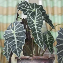 3pc Alocasia Poly - National Plant Network