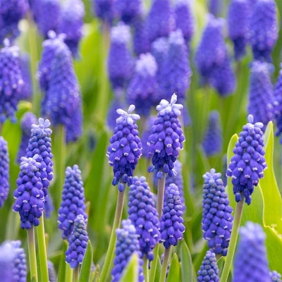 25ct Muscari Dark Eyes Blue Bulbs - Van Zyverden 3 25ct Muscari Dark Eyes Blue Bulbs - Van Zyverden