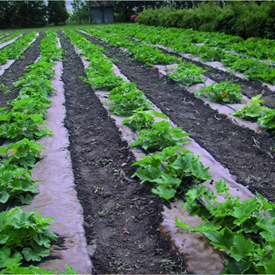 DeWitt NAT4300 4 X 300 Ft All Natural Organic Biodegradable Paper Mulch Garden Weed Control Barrier 5 DeWitt NAT4300 4 X 300 Ft All Natural Organic Biodegradable Paper Mulch Garden Weed Control Barrier - Image 3