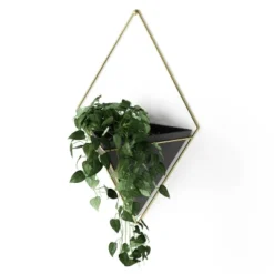 Trigg Wall Display Planter Black/Brass - Umbra -Sunnydaze Decor Store GUEST b9cf218d a721 495a 8843 b38fa8625e89