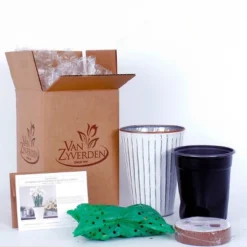 Van Zyverden 4ct Narcissus White Flower Bulbs With Chalk Metal Cachepot -Sunnydaze Decor Store GUEST bbe69c96 95a6 483c bbf9 15d33fefc7dd