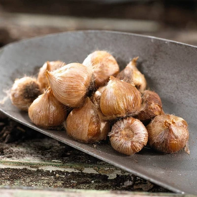 Van Zyverden 6ct Oxalis White Flower Bulb Set With Artisan Decorative Planter 3 Van Zyverden 6ct Oxalis White Flower Bulb Set With Artisan Decorative Planter