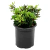 Azalea 'Rene Michelle' 1pc - National Plant Network - U.S.D.A. Hardiness Zones 5 - 8 1 Azalea 'Rene Michelle' 1pc - National Plant Network - U.S.D.A. Hardiness Zones 5 - 8 -Sunnydaze Decor Store GUEST c69d7d94 12b8 44e9 b3e7 56c7134301b6