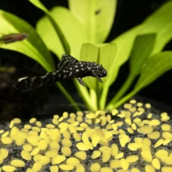 Garden Stones-500 Count Glow In The Dark Solar Pathway Pebble Lights-Decorative Glowing Rocks By Nature Spring (Yellow) 9 Garden Stones-500 Count Glow In The Dark Solar Pathway Pebble Lights-Decorative Glowing Rocks By Nature Spring (Yellow) -Sunnydaze Decor Store GUEST c91589d6 de0c 4753 9dbf 2bbf2a5c7775