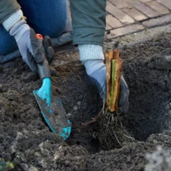 Van Zyverden Set Of 3 Roots Bearded Iris Champagne Elegance -Sunnydaze Decor Store GUEST c9426e2e 04ac 48d2 a640 dd1acba3de3d