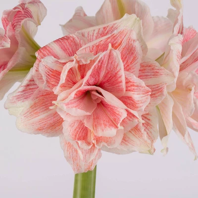Van Zyverden Amaryllis Pink Double Time Flower Bulb 6 Van Zyverden Amaryllis Pink Double Time Flower Bulb - Image 4