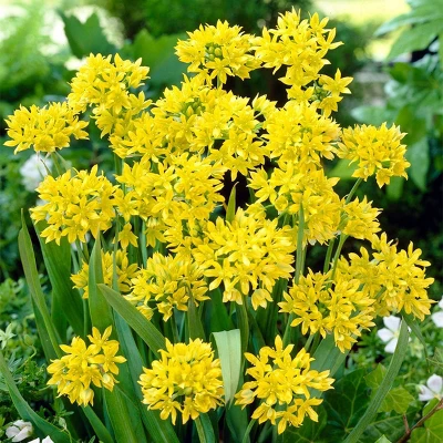 150ct Allium Collection Bulbs - Van Zyverden 3 150ct Allium Collection Bulbs - Van Zyverden