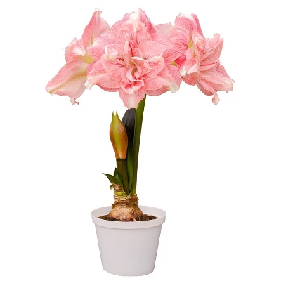 Van Zyverden Amaryllis Pink Double Time Flower Bulb 3 Van Zyverden Amaryllis Pink Double Time Flower Bulb