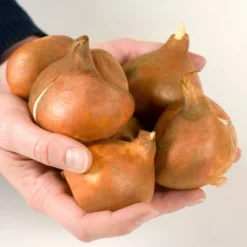 10ct Tulips Giant Orange Sunrise Bulbs - Van Zyverden -Sunnydaze Decor Store GUEST cfbf6e5e e090 4d75 bc86 24a3553e2183