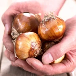 25ct Paperwhites Bulbs - Van Zyverden 10 25ct Paperwhites Bulbs - Van Zyverden -Sunnydaze Decor Store GUEST d26627c6 d4e9 44cb a677 ea09e279be28 1