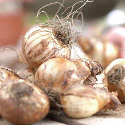 Van Zyverden Set Of 25 Daffodils Bulbs Classic Improved King Alfred 3 Van Zyverden Set Of 25 Daffodils Bulbs Classic Improved King Alfred