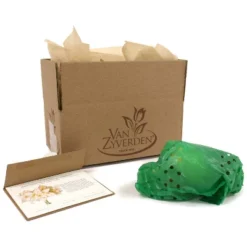 Van Zyverden Amaryllis White/Pink Impatient Flower Bulb 11 Van Zyverden Amaryllis White/Pink Impatient Flower Bulb -Sunnydaze Decor Store GUEST e1d4c0e4 d75e 4633 933b 3d915c8b9c95