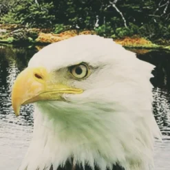 Commonwealth Seascapes Light Filtering Enhance Living Space With Satiny Look Grommet Outdoor Panel Pair Indigo -Sunnydaze Decor Store GUEST e93a211b c352 4a2e b559 272d3423c5e2