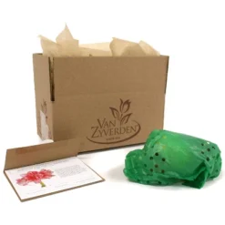 Van Zyverden Amaryllis Pink Double Time Flower Bulb 14 Van Zyverden Amaryllis Pink Double Time Flower Bulb -Sunnydaze Decor Store GUEST f31c2651 1ac4 4ac0 949e 3bef38883549