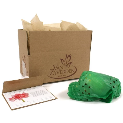 Van Zyverden Amaryllis Pink Double Time Flower Bulb 8 Van Zyverden Amaryllis Pink Double Time Flower Bulb - Image 6