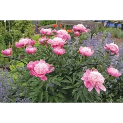 Gardener's Supply Company Essex Plant Support | Sturdy Metal Plants Support Frame For Peonies, Rose Ornamental Flower Garden Cage | Wide Top Rings -Sunnydaze Decor Store GUEST f939ee89 36bf 47cf 846d 7e93e8d694cd