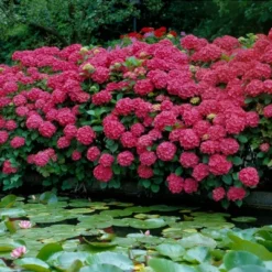 3pc Hydrangea Red Beauty - National Plant Network -Sunnydaze Decor Store GUEST fdbb01b4 f764 461d 9494 9117f732f8ce