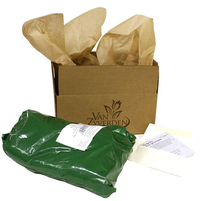 Bearded Iris Victoria Falls Set Of 3 Roots - Blue - Van Zyverden 4 Bearded Iris Victoria Falls Set Of 3 Roots - Blue - Van Zyverden - Image 2